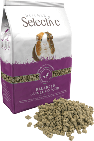 Science Selective Guinea Pig