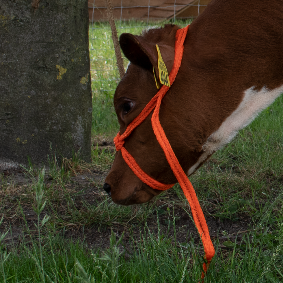 Schuifhalster oranje - Afbeelding 2