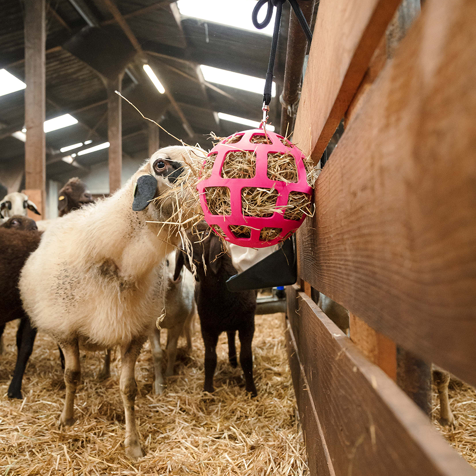 Hay Slow Feeder Fun & Flex - Afbeelding 5